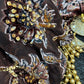 Lado - Plachi - chocolate brown